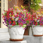 UV Resistant Colorful Artificial Flower